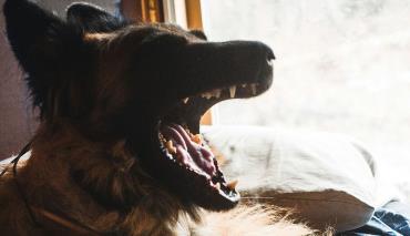 Собака изуродовала лицо петриковской девочке